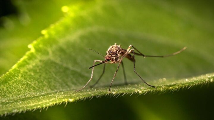 Alt om effektiv brug af myggenet