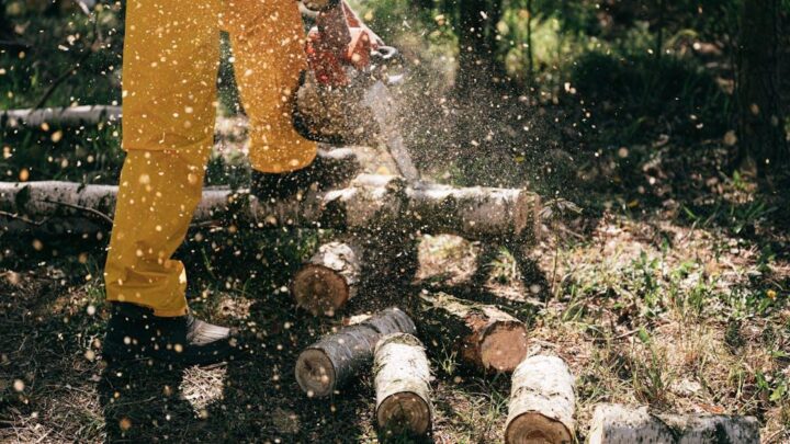 En guide til træfældning: Priser, processen og vigtige overvejelser