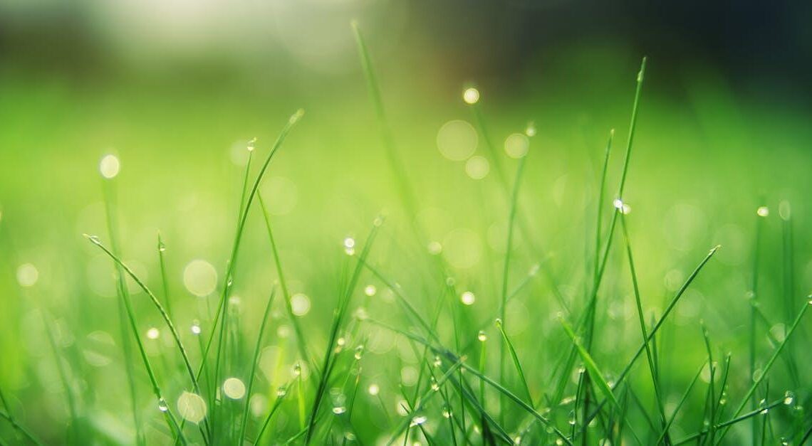 Sig Farvel til Lange Tider med Græsslåning – Tips til Hurtig og Effektiv Græsplænepleje