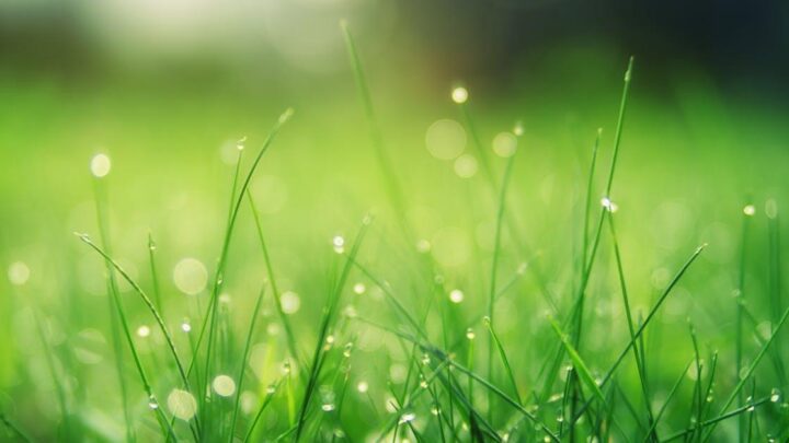 Sig Farvel til Lange Tider med Græsslåning – Tips til Hurtig og Effektiv Græsplænepleje